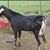 Denise Stewart Kocher's profile image