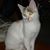 Darren J Crispin's profile image