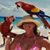 Carol Dignazio's profile image