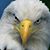 Rich Wendling's profile image