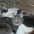 Carol Casillo's profile image