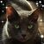 Kenneth Iosue's profile image