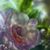 Lesmari Vidal's profile image