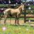 Susan Raye's profile image