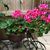 Laura Reed Hise's profile image