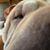 Kara J. Long's profile image