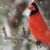 Shelley Curtiss's profile image