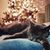 Sheri Romine Rouse's profile image