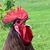 Kathy Hoeck Henke's profile image