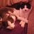 Alice Boese's profile image