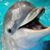 Dolphin's profile image