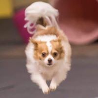 Mona Rinnander's profile image