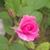 Veronica Perry McBeth's profile image