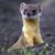 Sharon Weinstein's profile image