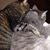 Julia Davis Symmonds's profile image