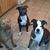 Tiffanie Reamer's profile image