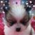 Lori Lee Johnson's profile image