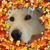 Nancy Raphael's profile image