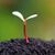 Carol Ann Lamm's profile image