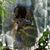 Nshiratina Sarpong's profile image