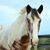 Debra Clare's profile image