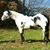 Jolese Nichole Maples's profile image