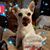 Shawnna Rovegno's profile image