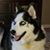 Bonnie Jo's profile image
