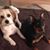 Missy Petrasko Lemore's profile image