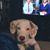 Jo Ann Hauptman Crane's profile image