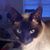 Steve Rush's profile image