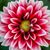 Dalia Montes's profile image