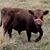 Helen Chambers Baldwin's profile image
