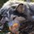 Treasa Callebs's profile image