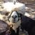 Cindy Brown's profile image
