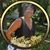 Alice Hargrove's profile image