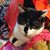 Faith Linsky's profile image