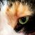 Jeanne Murrin's profile image