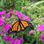 Bonnie Blasing Lunde's profile image