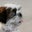 Russ Vasta's profile image