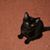 Patchit Flys's profile image