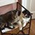 Mary Jo Giambelluca's profile image