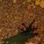 Louis Coatney's profile image