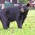 Sandra Hodge Lott's profile image