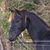 Cindy L Lang's profile image