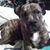 Brandy Labiche's profile image