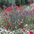 Lisa Hollifield's profile image