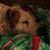 Carol Howard Austin's profile image
