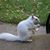 Norman A Squirrels's profile image