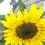 Jay Bischer's profile image